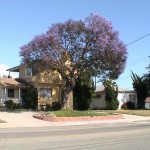 jacaranda